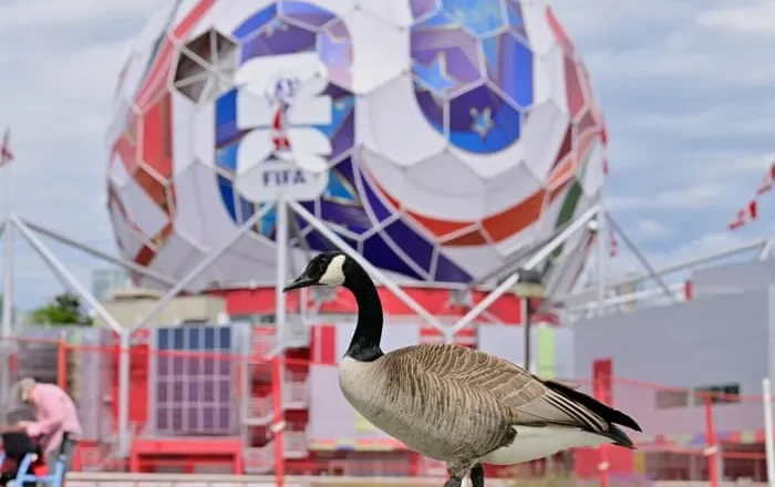 Football Daily | It’s World Cup week – will the hope, memes and dreams be as good as it gets?